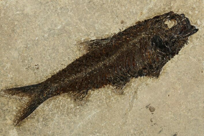 Detailed Fossil Fish (Knightia) - Wyoming #327810